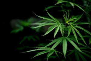 Folha de maconha cannabis closeup fundo escuro. folhas de uma maconha. Image by jcomp on Freepik